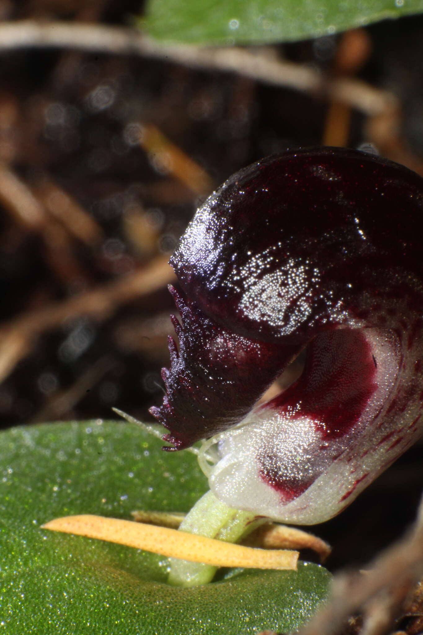 Plancia ëd Corybas recurvus D. L. Jones