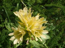 Image of Gentiana burseri subsp. burseri