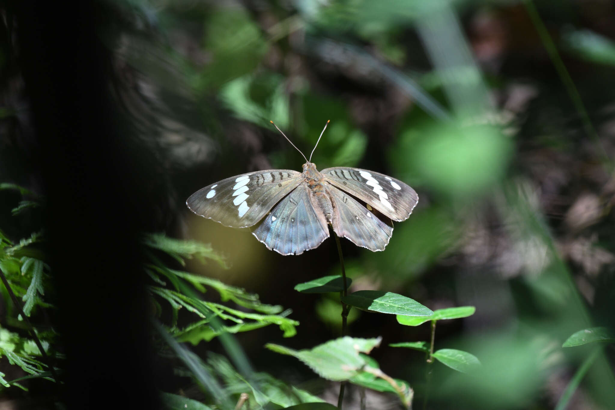 صورة Euthalia kosempona Fruhstorfer 1908