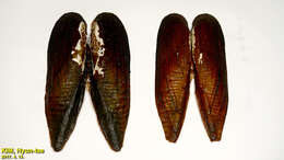 Image of <i>Lanceolaria acrorrhyncha</i> (Martens 1894)
