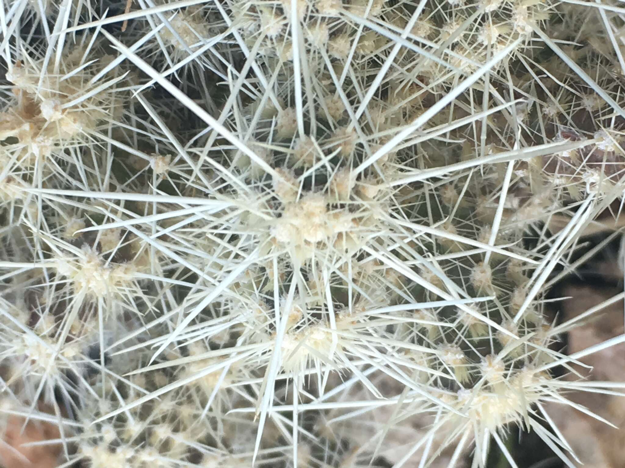 Слика од Cylindropuntia multigeniculata (Clokey) Backeb.