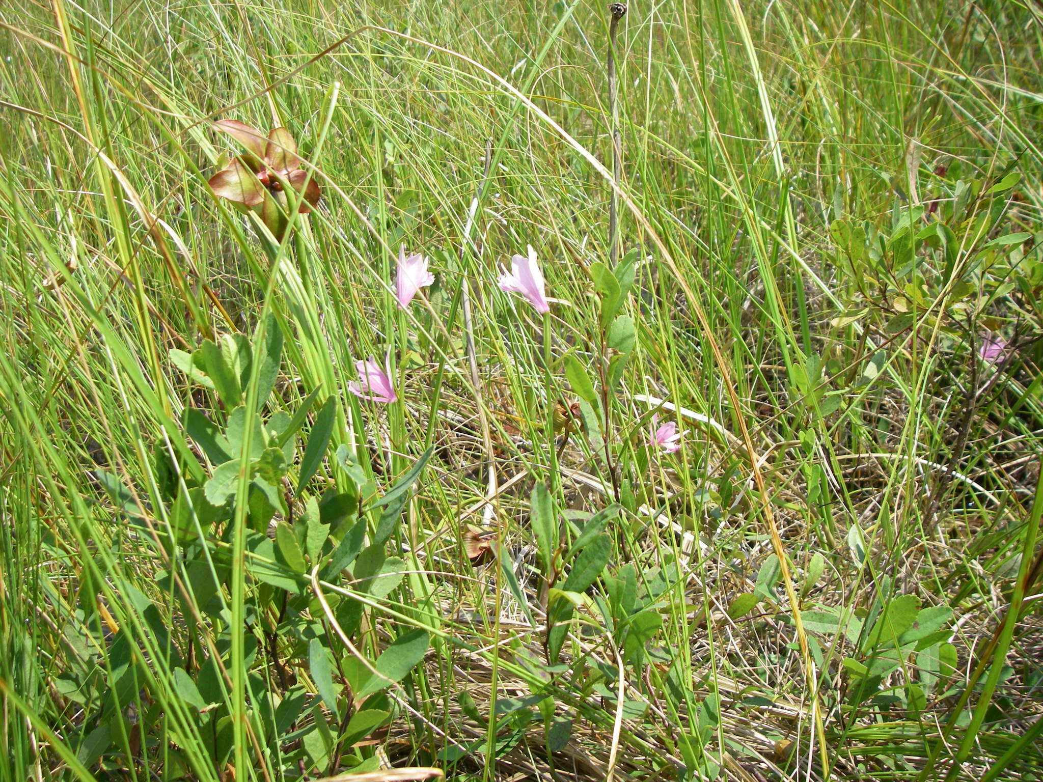 Image of snakemouth orchid