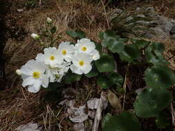 Image of Mount Cook buttercup