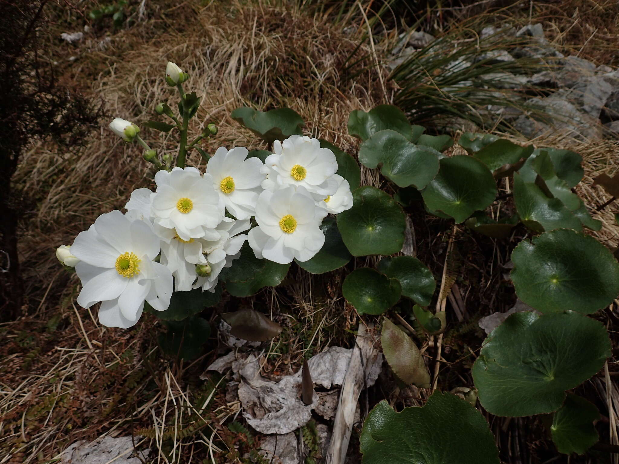 Image of Mount Cook buttercup