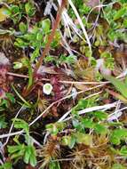 Image of Drosera uniflora Willd.