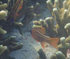 Image of Blue-eye cardinalfish