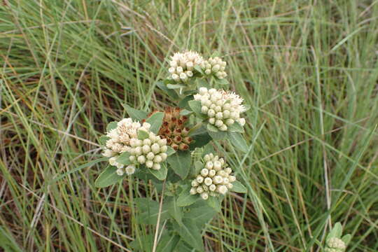 Image of March fleabane