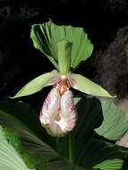 Image of Korean ladyslipper