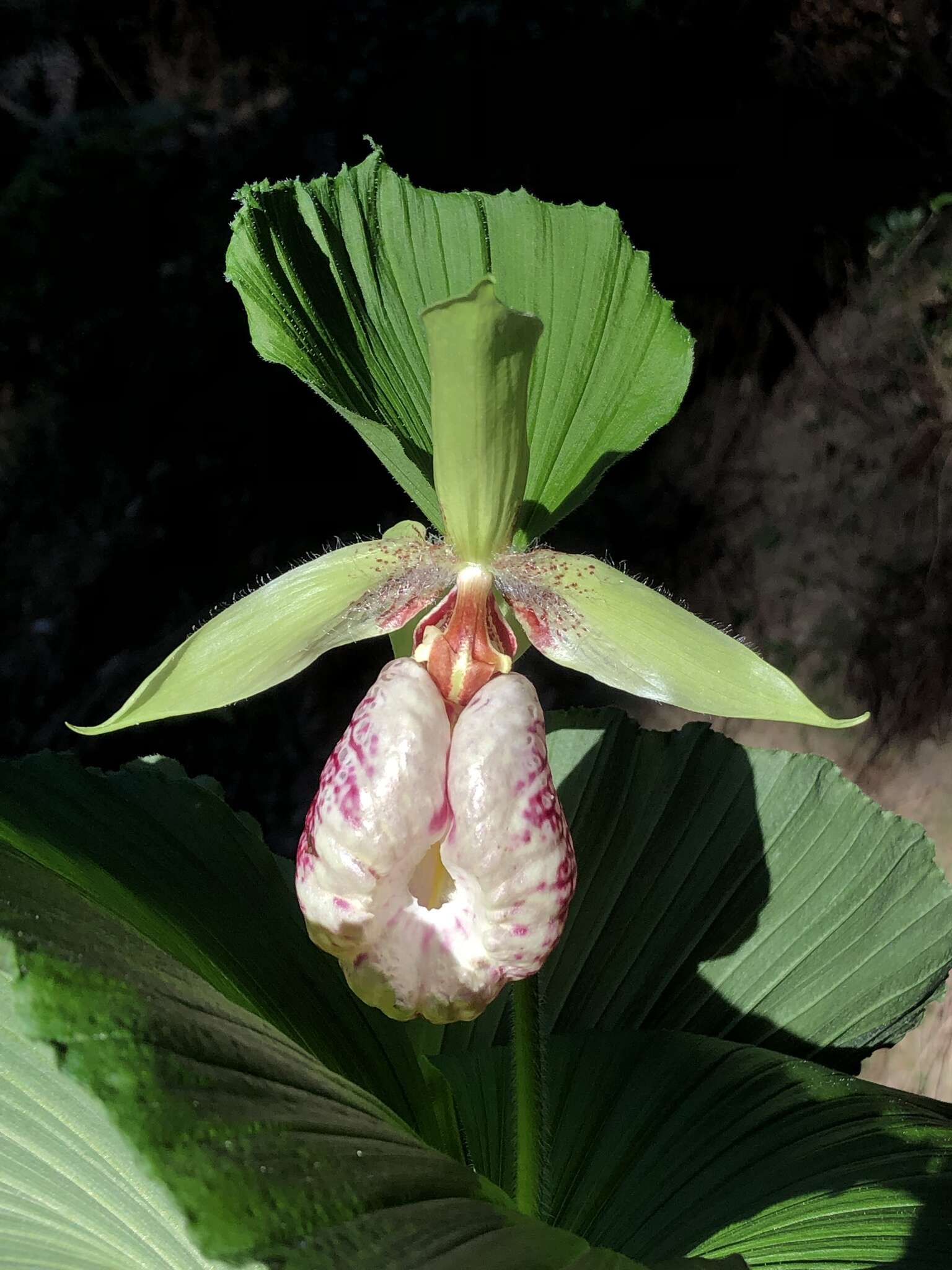 Image of Korean ladyslipper