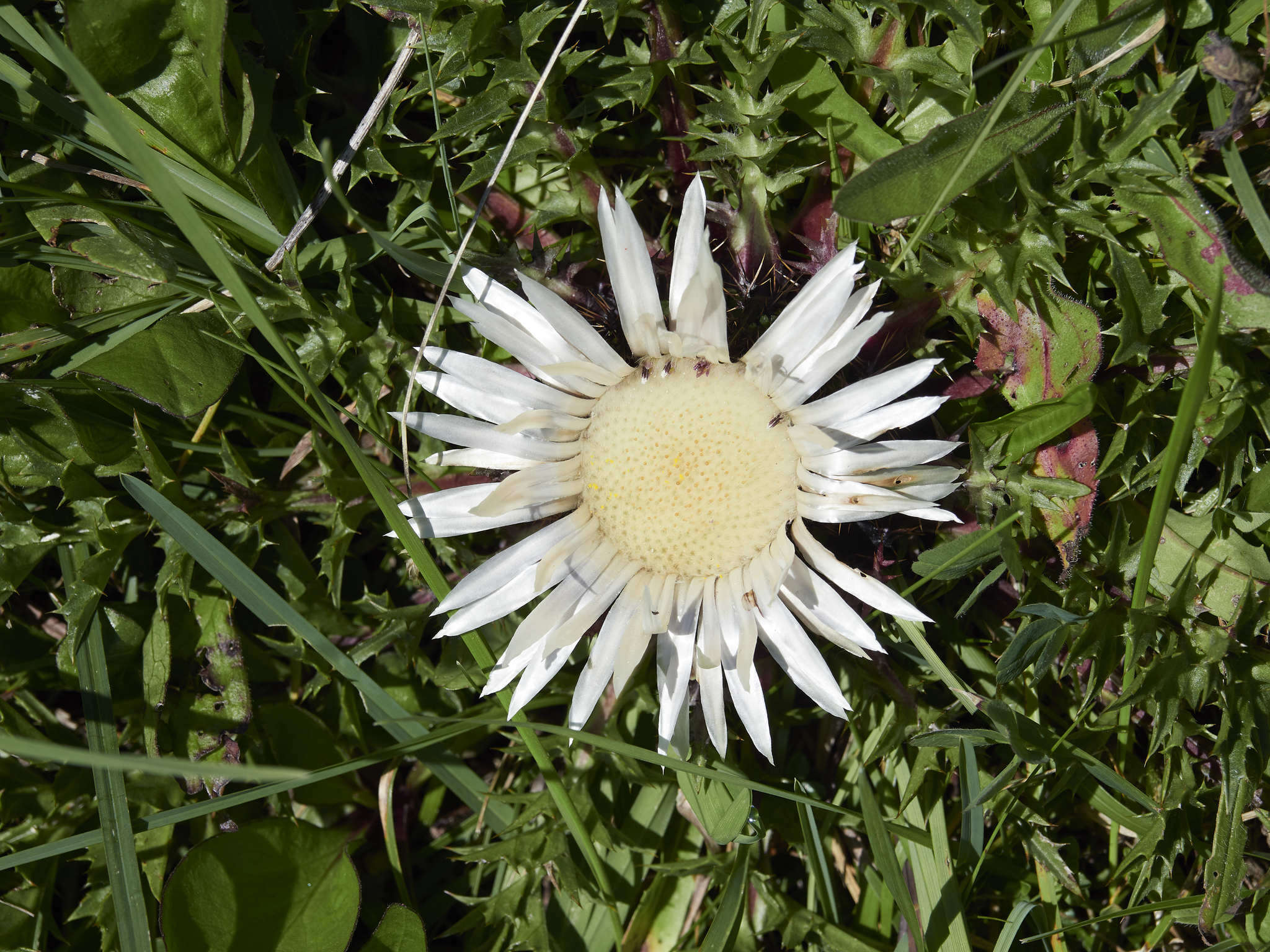 Image of Carlina acaulis L.