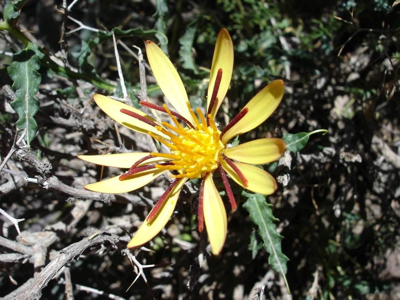 Image of Mutisia sinuata Cav.