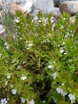 Imagem de Euphrasia salisburgensis Funck