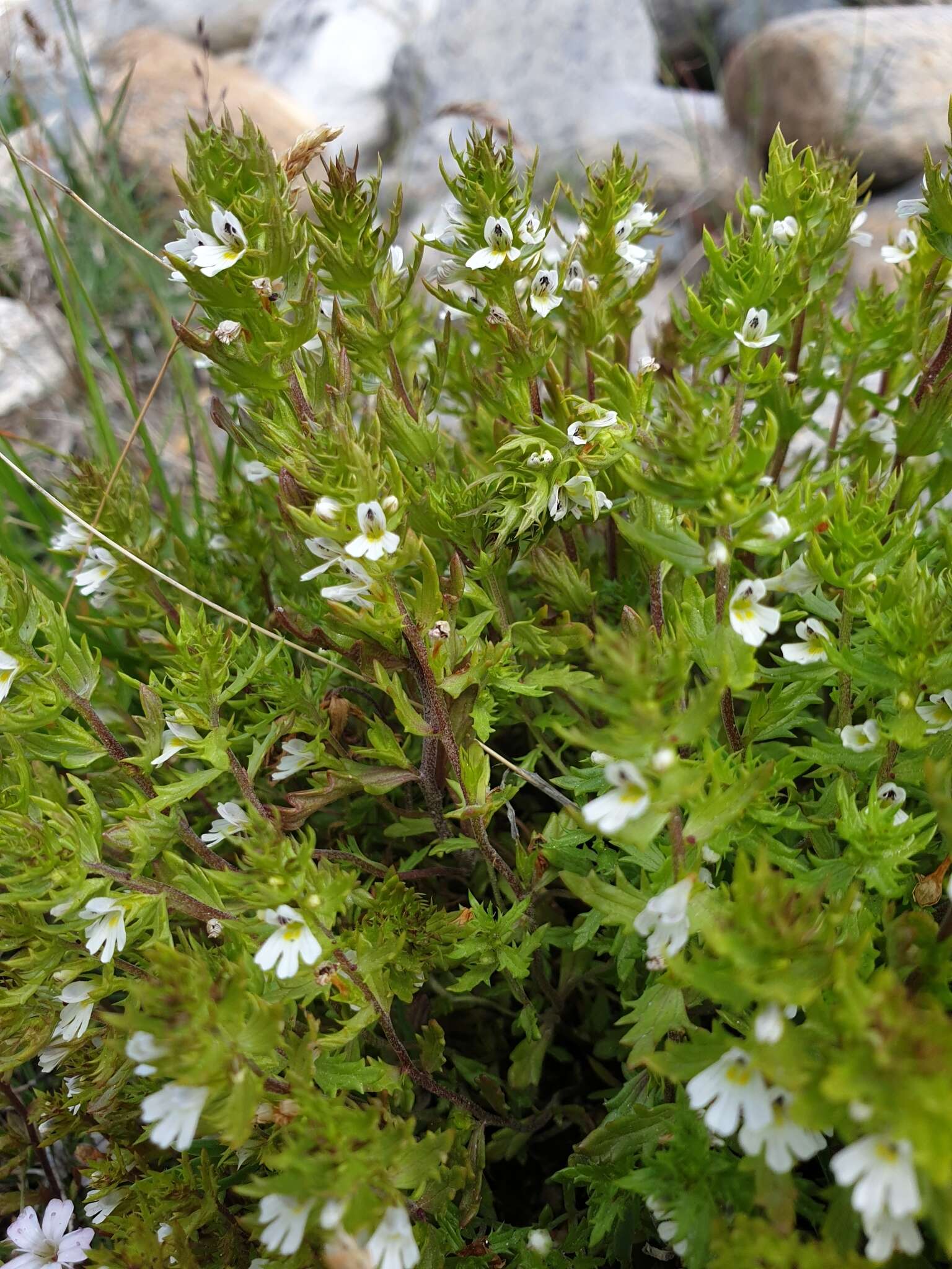 Image of Irish Eyebright