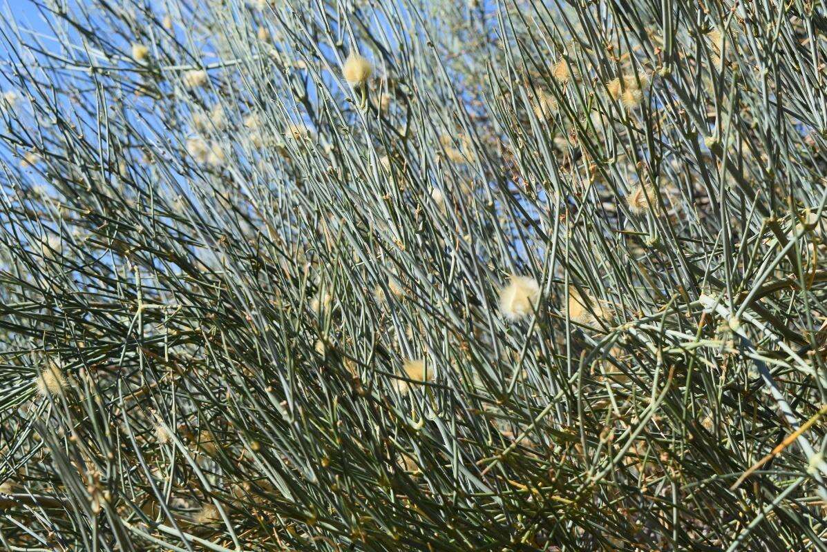 Image of Desert Broom