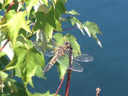 Image of Four-spotted Chaser