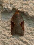 Acleris macdunnoughi Obraztsov 1963的圖片