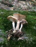 Image of Honey Fungus