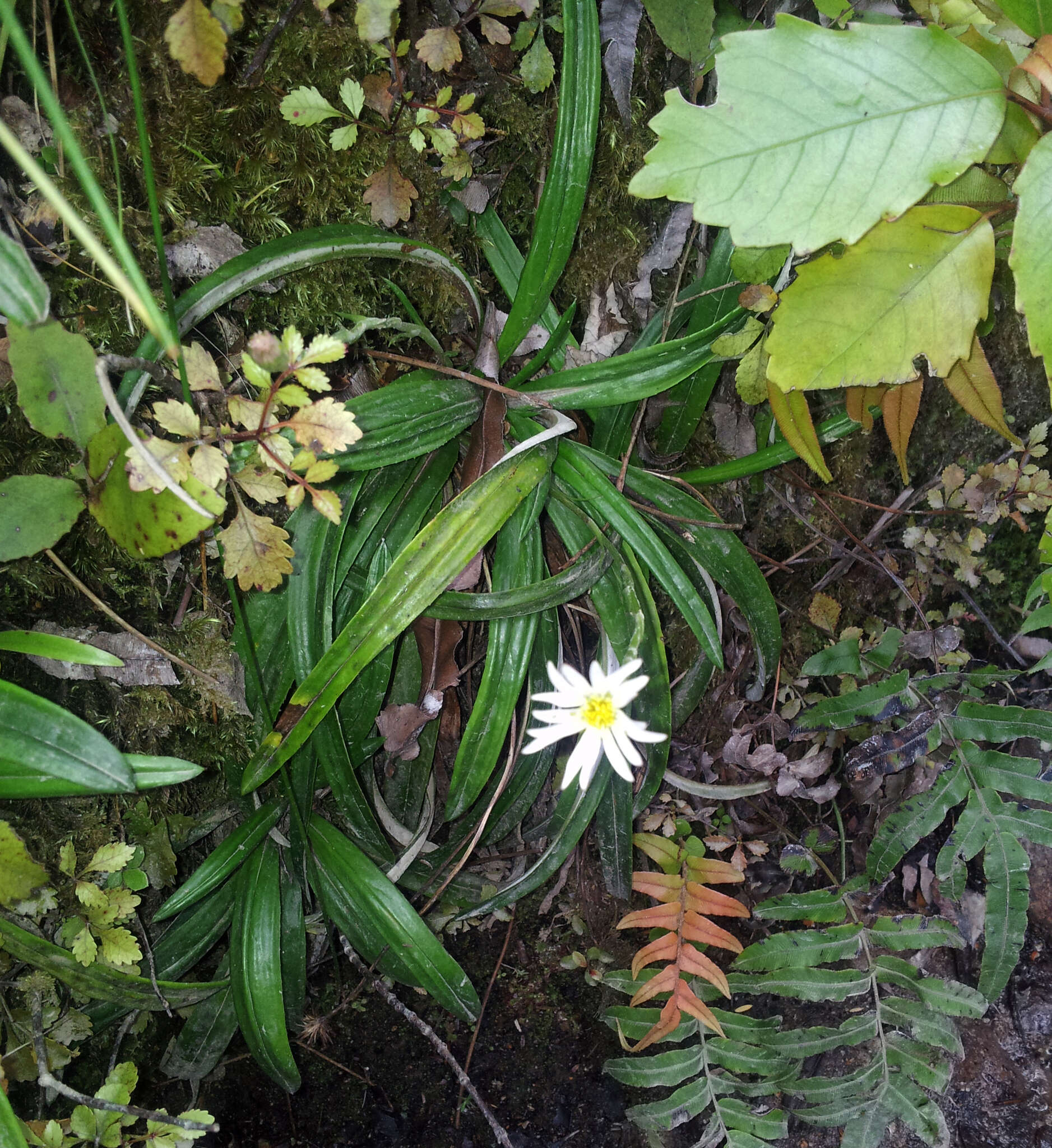 Image of Celmisia adamsii T. Kirk