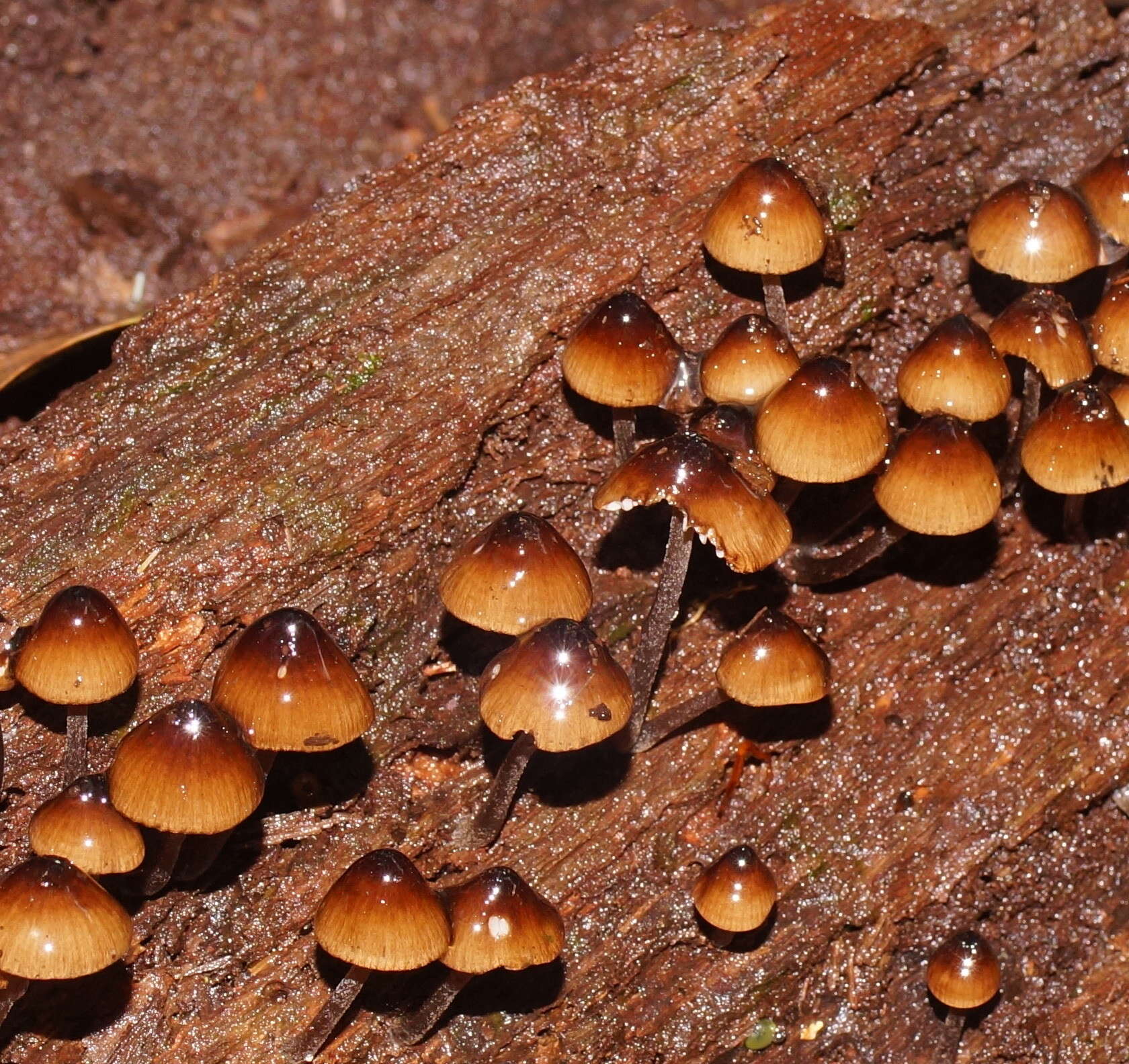 Sivun Mycena mulawaestris Grgur. 2003 kuva