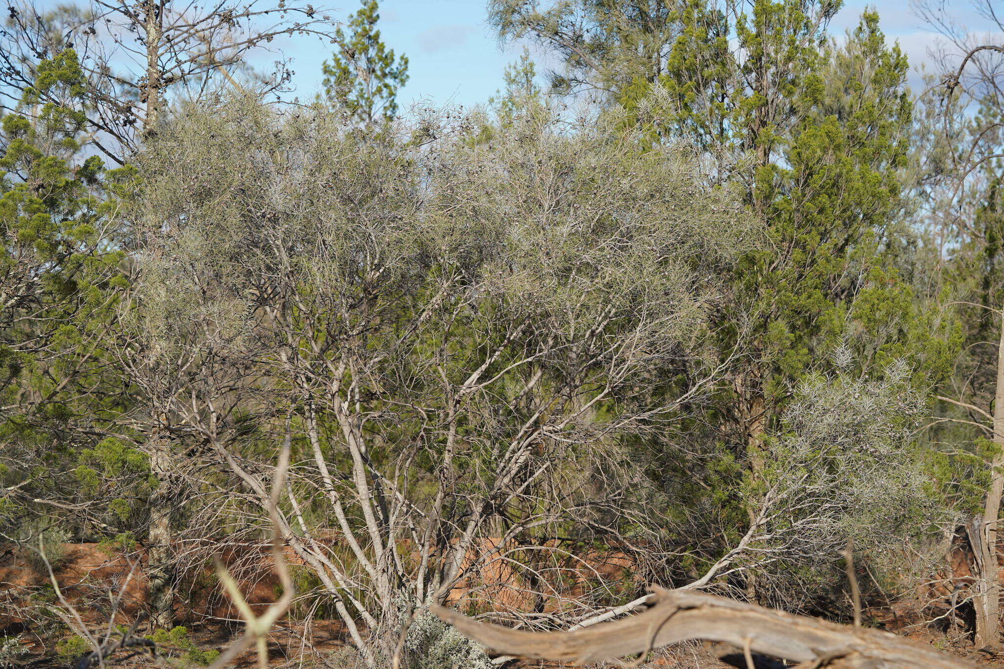 Image of Hakea leucoptera subsp. leucoptera