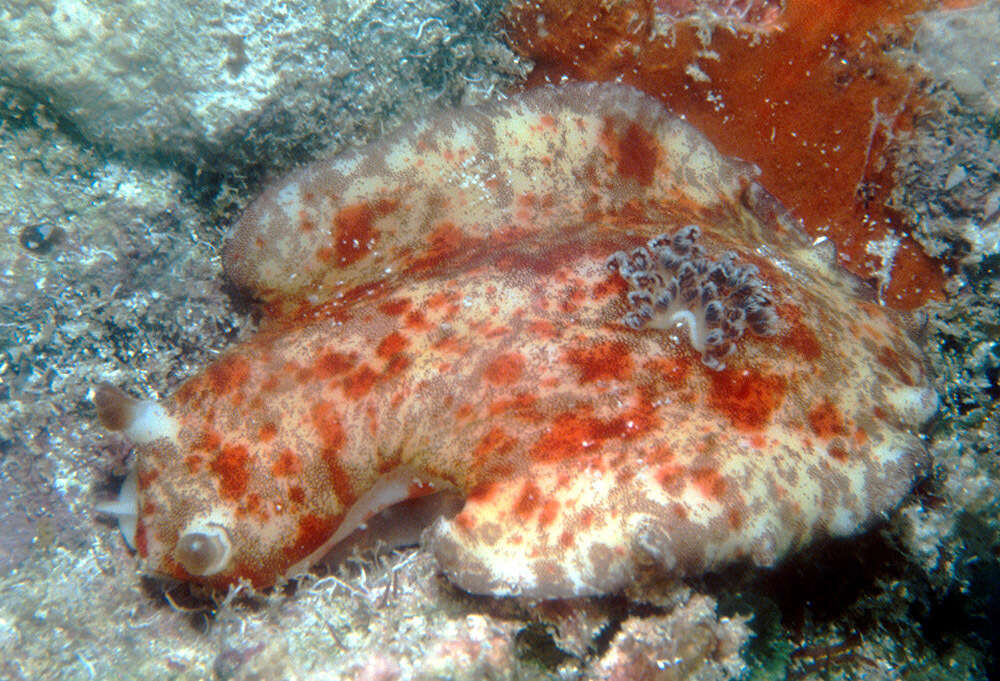 Image de Platydoris cinereobranchiata Dorgan, Valdés & Gosliner 2002