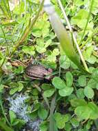 Image of Carabus (Eucarabus) ulrichii Germar 1824