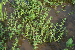 Image of Gratiola japonica Miq.