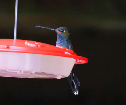 Image of Rufous-gaped Hillstar