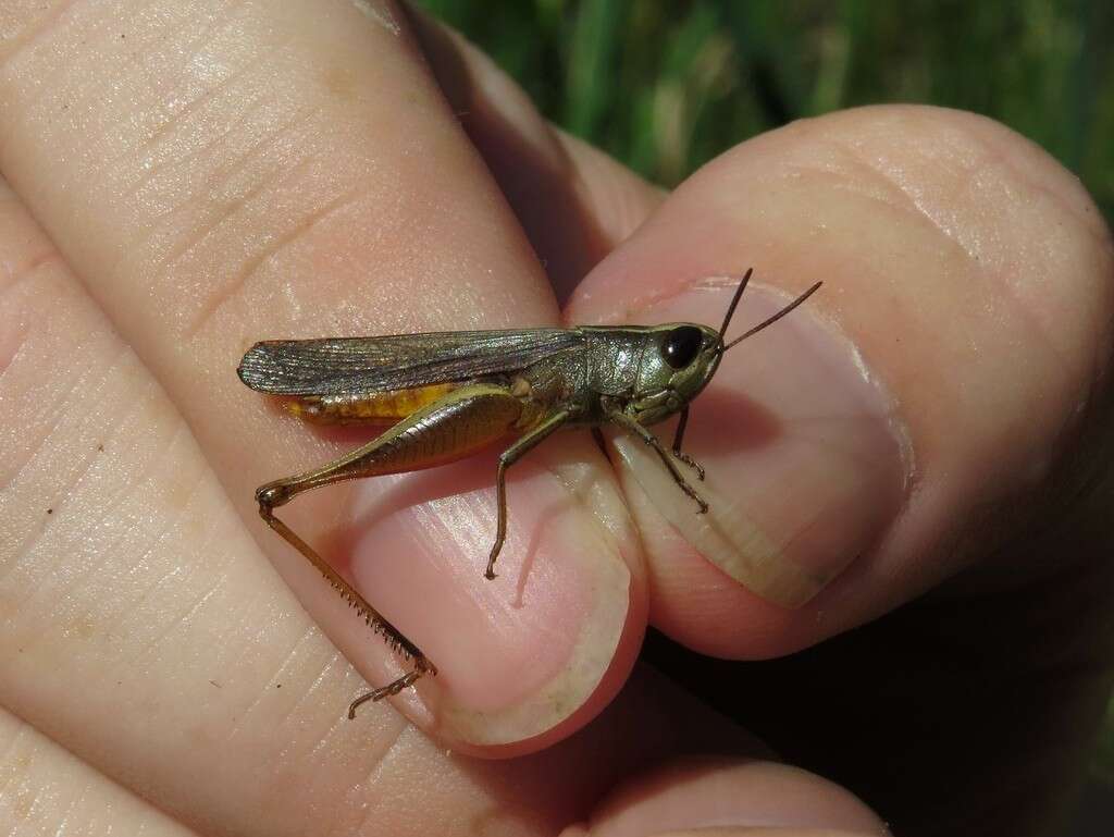 Image of Brown Winter Grasshopper