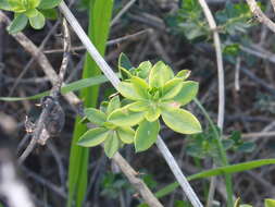 Sivun Rubia tenuifolia d'Urv. kuva