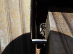 صورة Phidippus regius C. L. Koch 1846