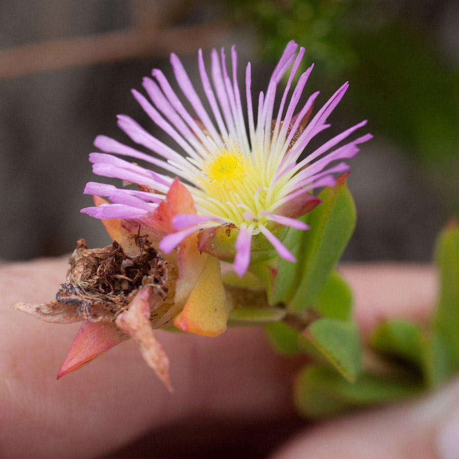 Image of Erepsia steytlerae L. Bol.