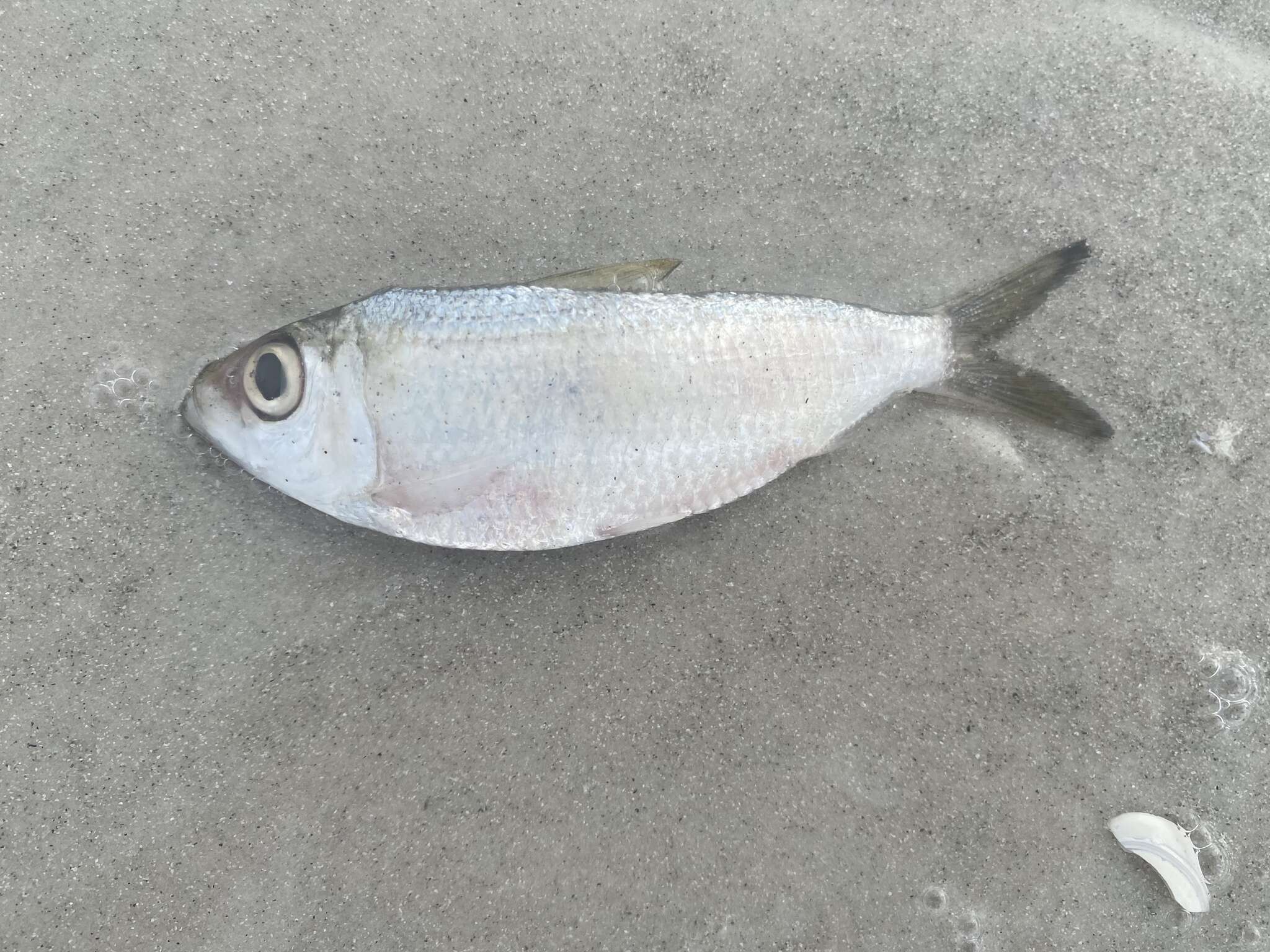 Image of Guiana Herring