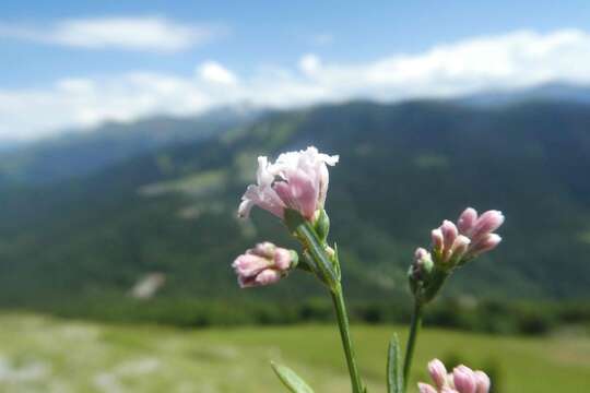 Image of Asperula cynanchica subsp. pyrenaica (L.) Nyman