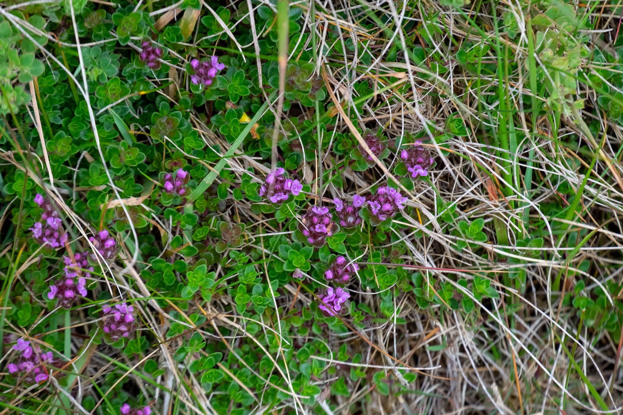 Image of mother of thyme