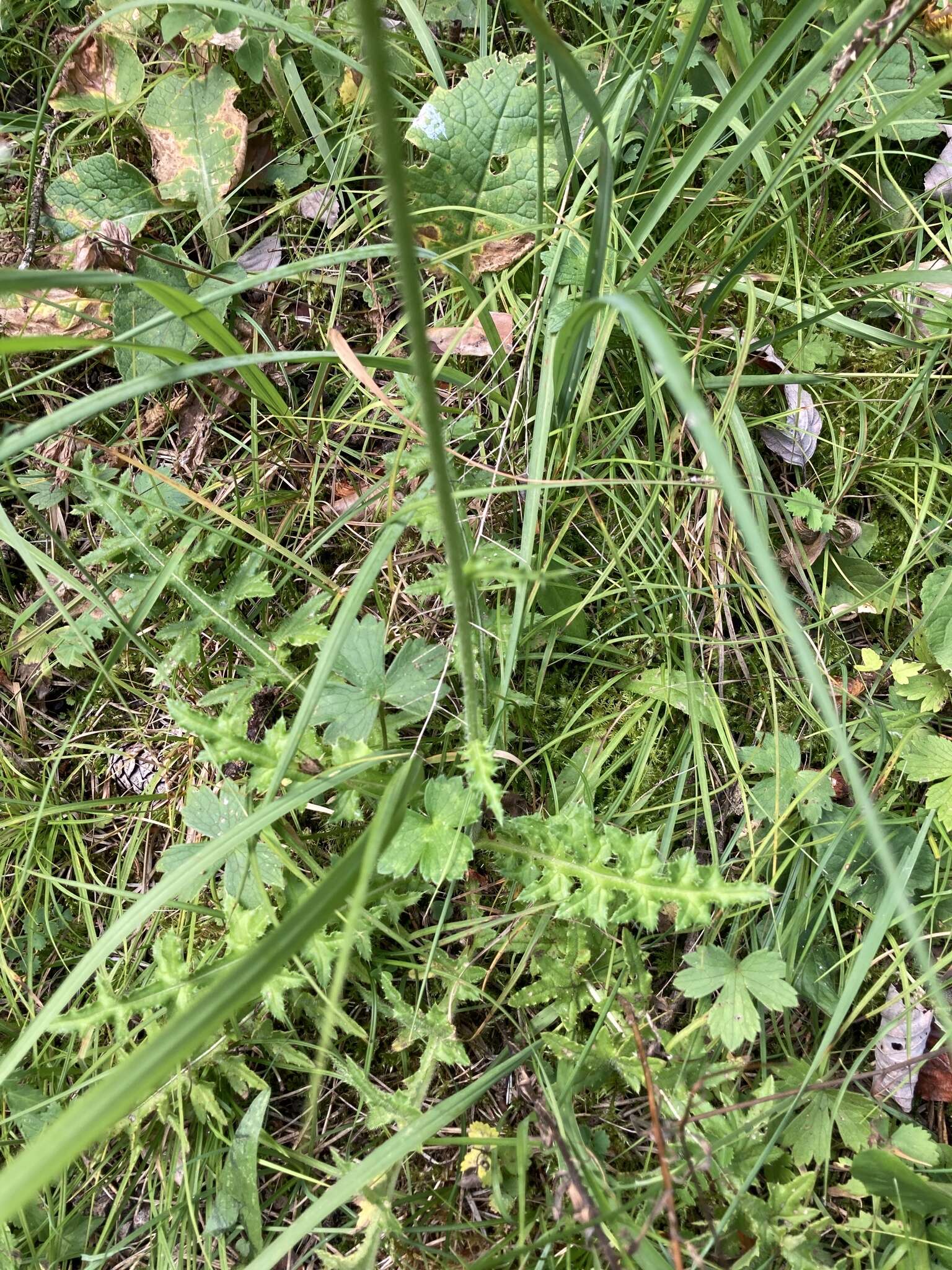 Image de Cirsium tuberosum (L.) All.