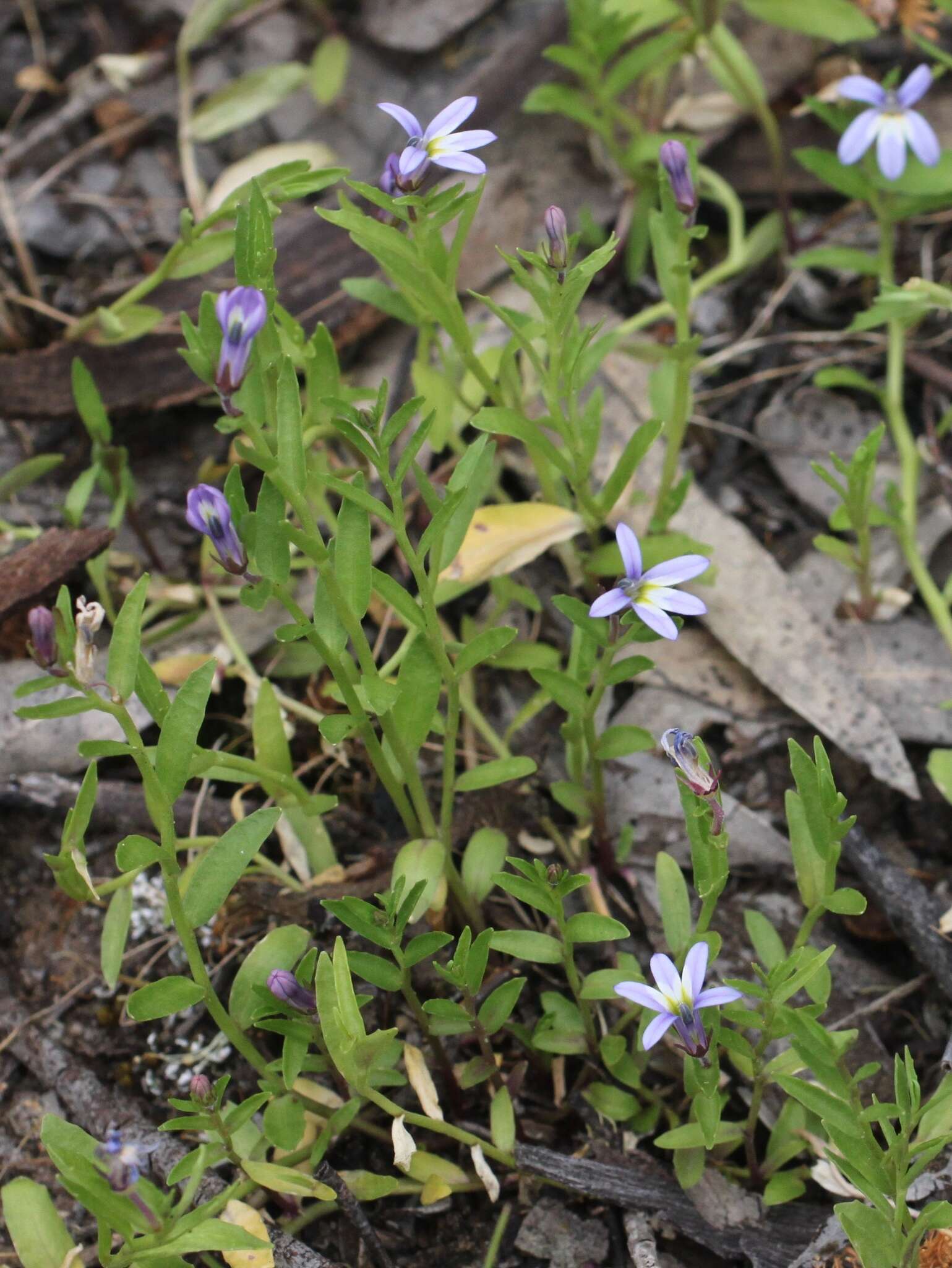 Image of Lobelia pratioides Benth.