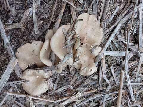 Image of Entoloma griseum Peck 1904