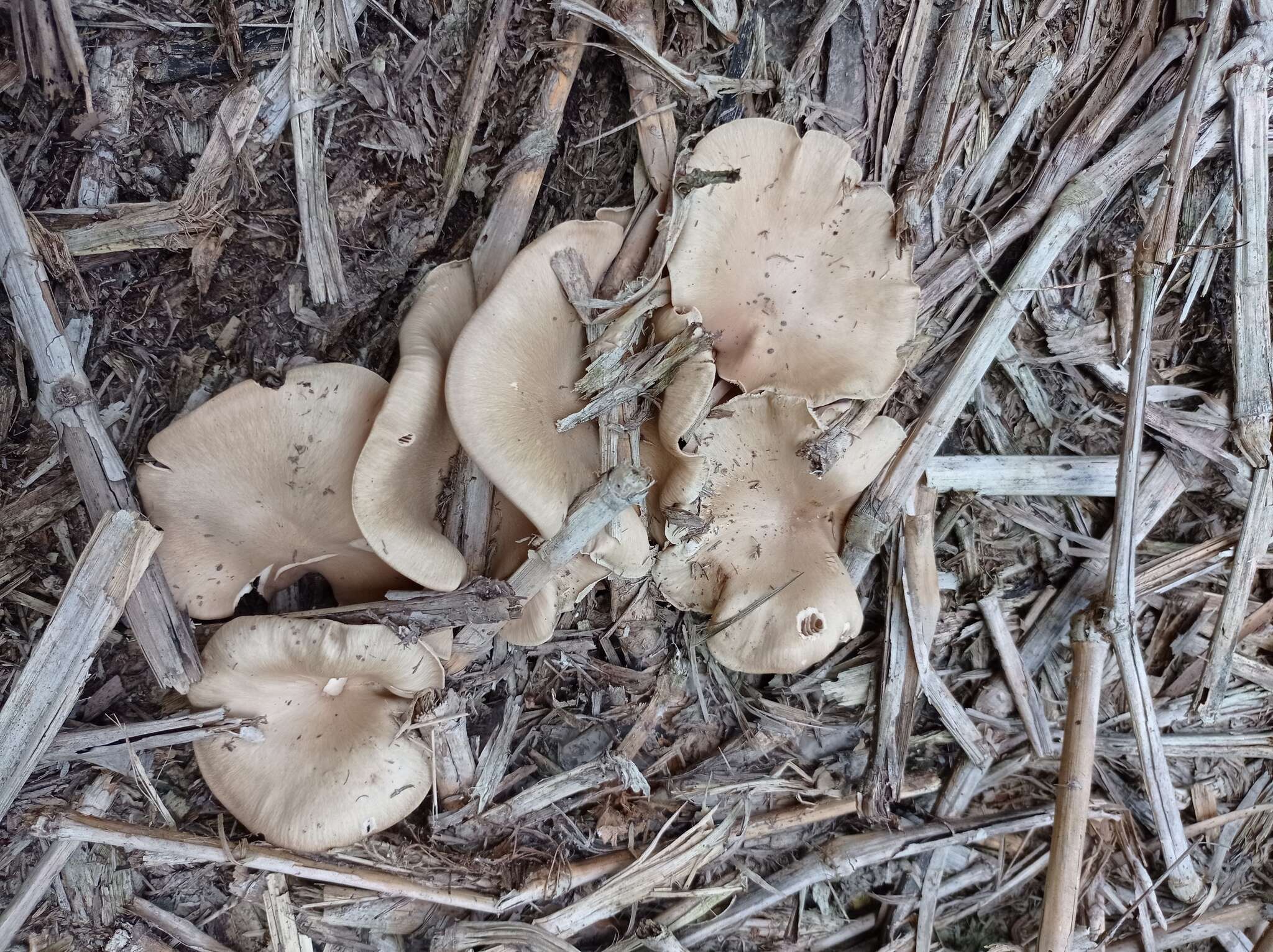 Слика од Entoloma griseum Peck 1904