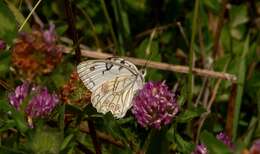 Image of Italian Marbled White