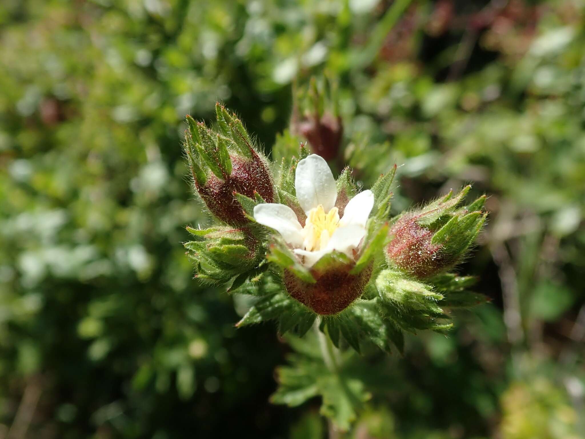 Слика од Horkelia californica Cham. & Schltdl.