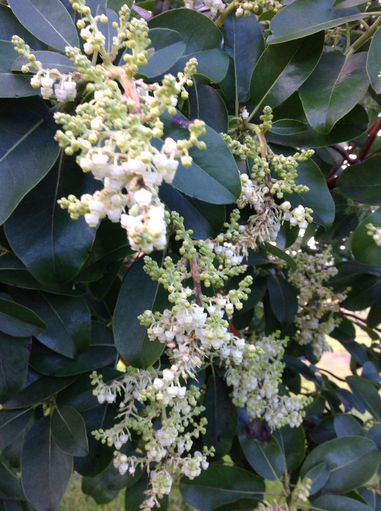 Image of Pacific madrone