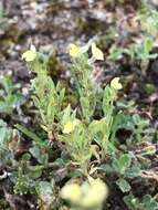 Plancia ëd Linaria arenaria DC.