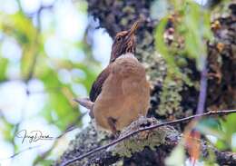 Image of White-throated Robin