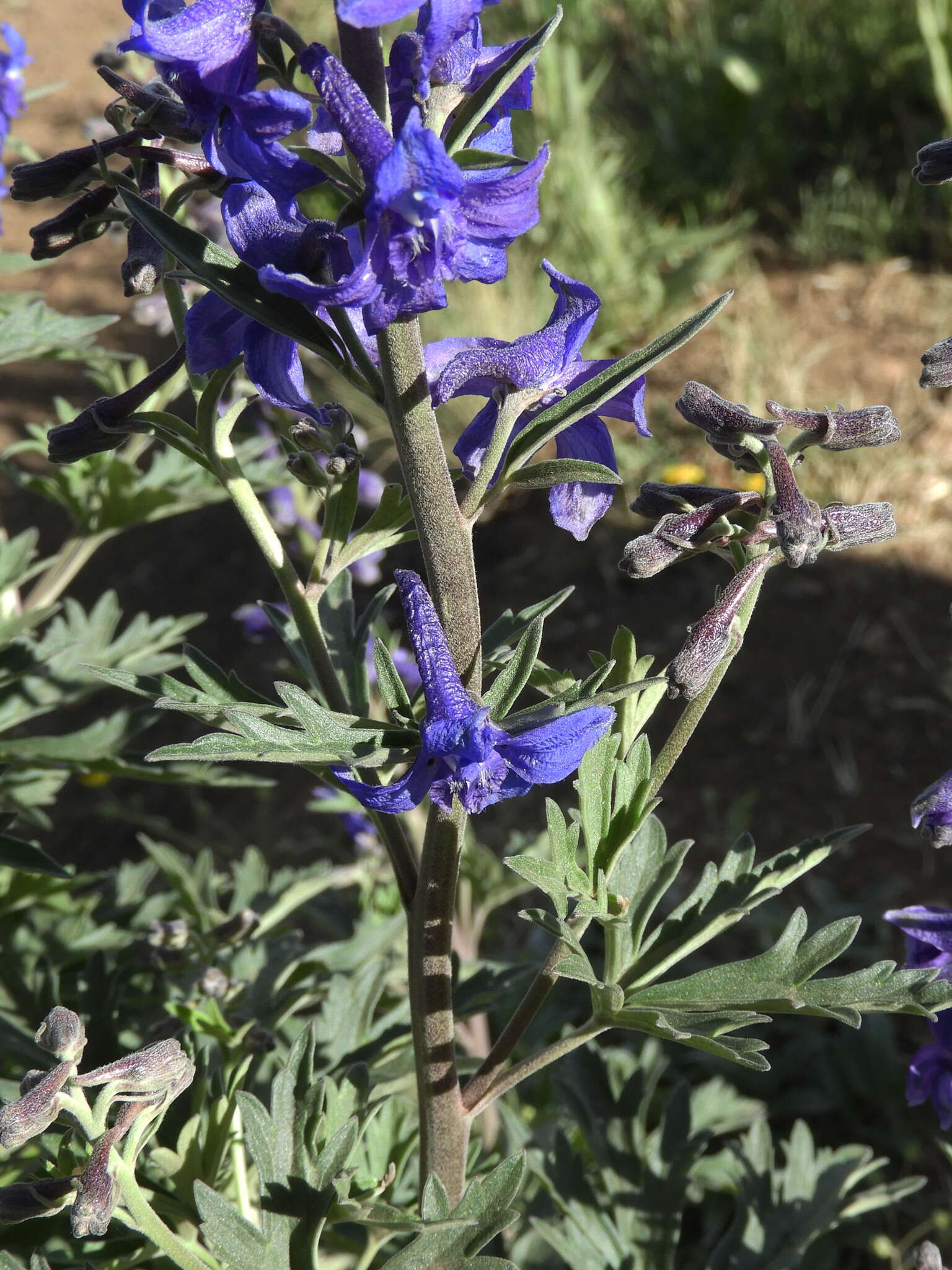 Plancia ëd Delphinium geraniifolium Rydb.