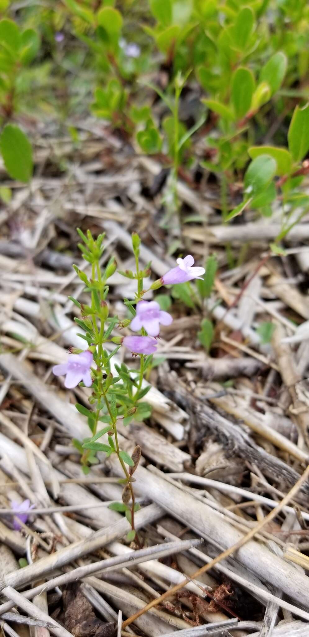 Clinopodium arkansanum (Nutt.) House resmi