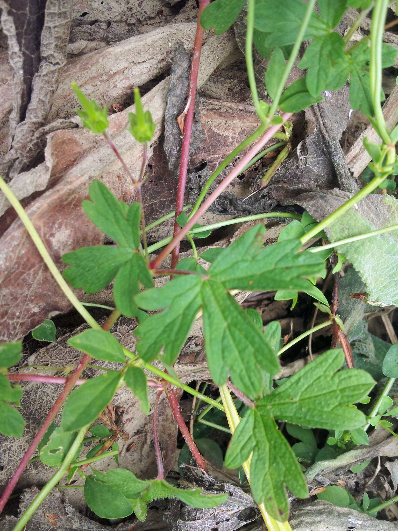 Image of Australasian geranium