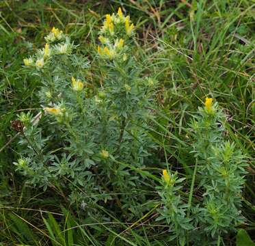 Image of Cytisus austriacus L.