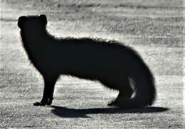 Image of Cape Gray Mongoose