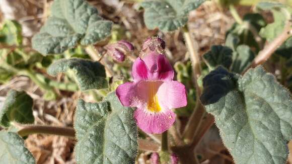 Sivun Proboscidea parviflora subsp. parviflora kuva